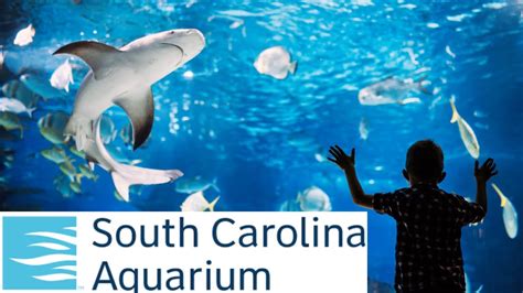 Sc Aquarium Things To Do In Charleston Sc Youtube