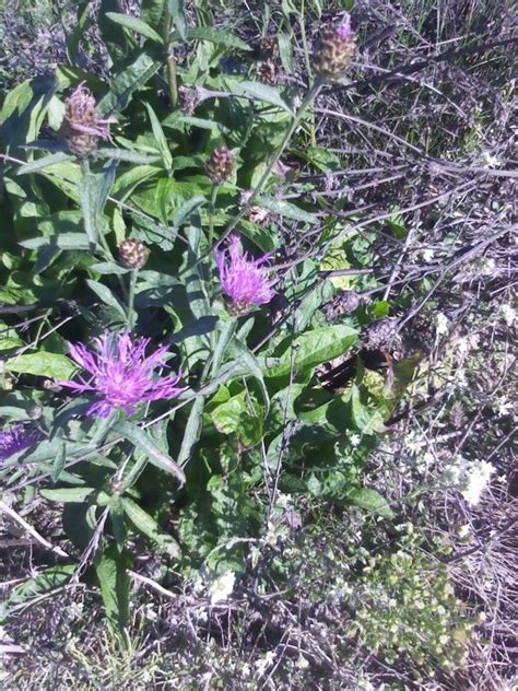 Purple Flowers in the Grass