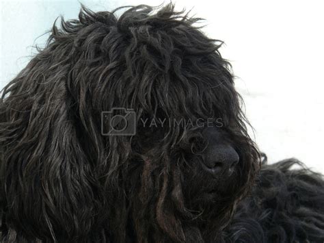 Black shaggy dog by Stoyanov Vectors & Illustrations Free download ...