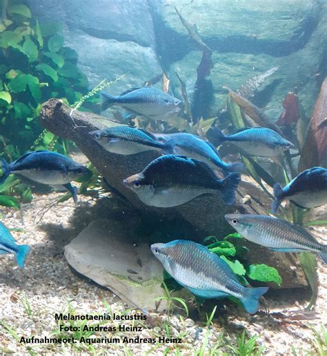 Melanotaenia Lacustris Rainbowfishstable