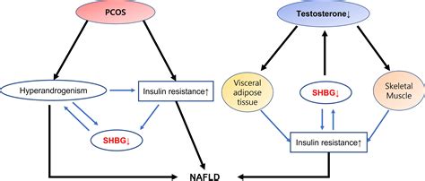 Frontiers Androgen Dysfunction In Non Alcoholic Fatty Liver Disease