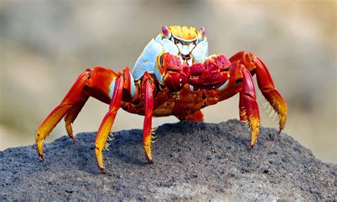 Disturbing Study Sparks Urgent Call to Ban Boiling Crabs and Lobsters