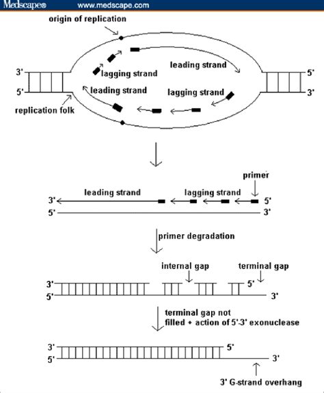 Telomere Shortening During Dna Replication The Degradation Of The