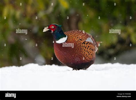 Pheasant Snow Uk Hi Res Stock Photography And Images Alamy