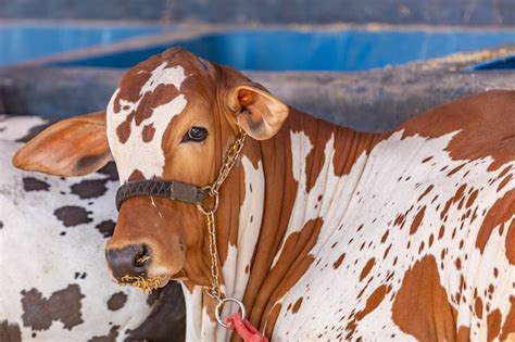 Premium Photo Brazilian Zebu Elite Cattle In A Exhibition Park