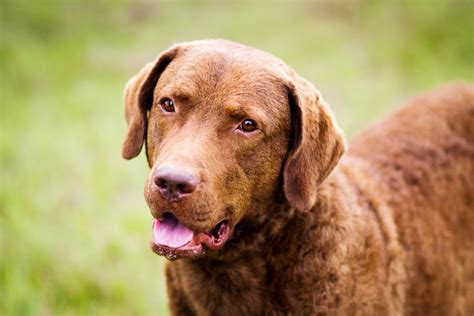 Chesapeake Bay Retriever breeders - Canadian Kennel Club registered | Pawzy