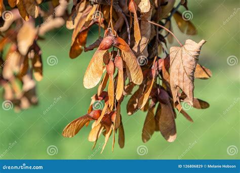 Sycamore Seeds stock image. Image of depth, helicopter - 126806829