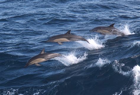 World Oceans Day Tribute Video Schmidt Ocean Institute