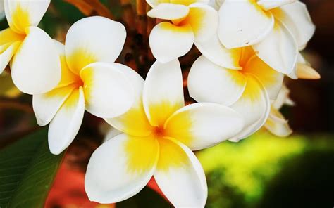 Hawaiian Flowers Wallpapers Wallpaper Cave