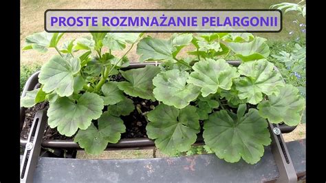 Jak rozmnażać pelargonie i komarzycę z posiadanych sadzonek