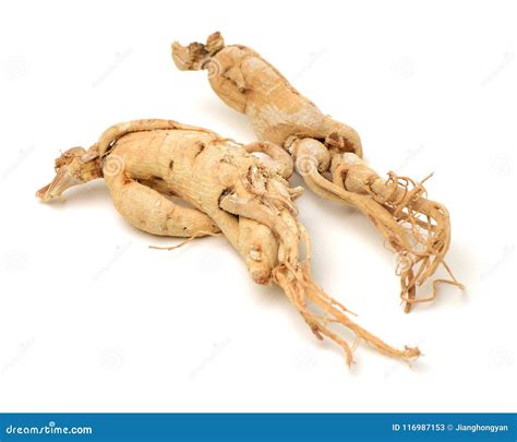 Dry ginseng roots stock image. Image of health, korean - 116987153