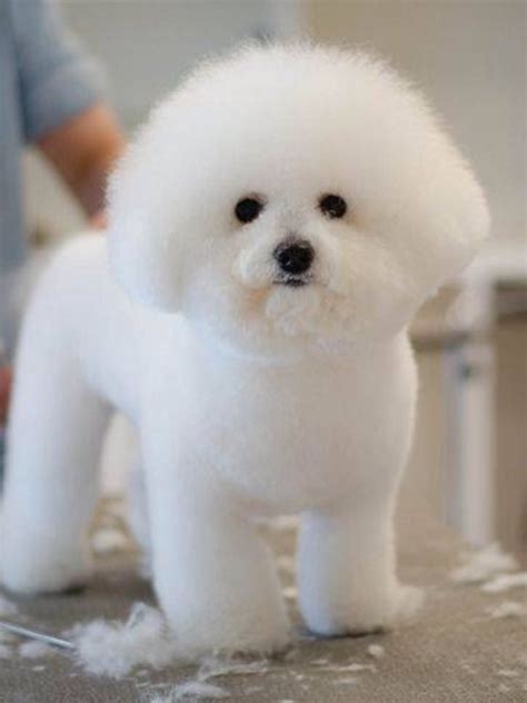 Simply Adorable! | Bichon frise puppy, Bichon dog, Bichon frise