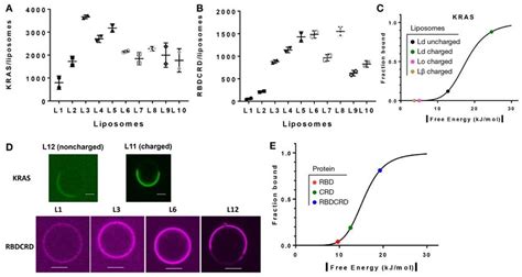 Kras And Raf1 Domains Membrane Interaction Kras A And Rbdcrd B