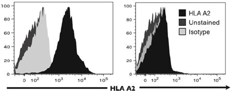 Flow Cytometry Based Hla Typing Human Pbmcs Are Prepared Then Download Scientific Diagram