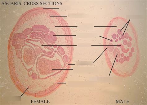 Ascaris Cross Section Diagram Quizlet