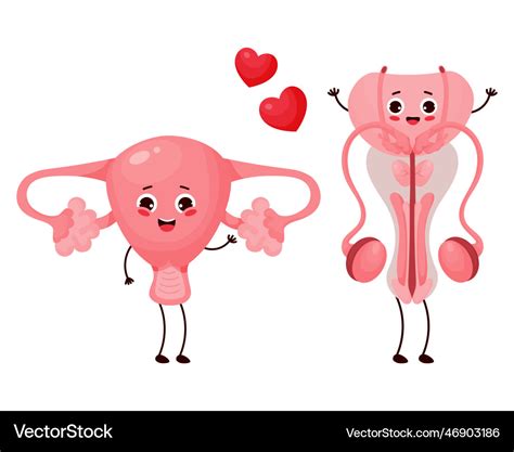 Cute Cartoon Reproductive Organs Characters Vector Image The Best