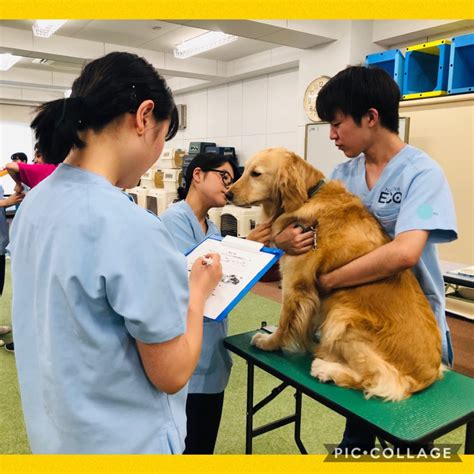 【動物看護師専攻】大型犬の保定に挑戦 【スタッフブログ】eco日記｜名古屋eco動物海洋専門学校