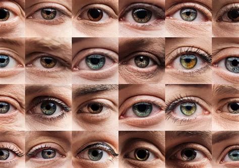 Calculadora Color Ojos Beb Abuelos Y Bisabuelos Predice El Color De Ojos