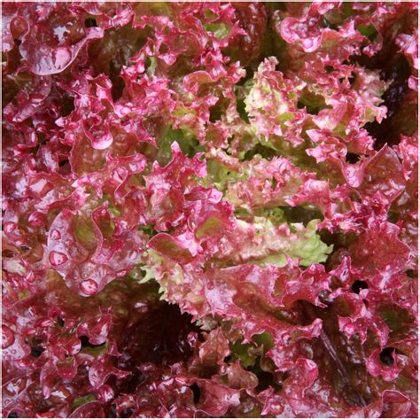 Lollo Rosso Lettuce Seeds (Lactuca sativa) - Seed Needs – Seed Needs LLC