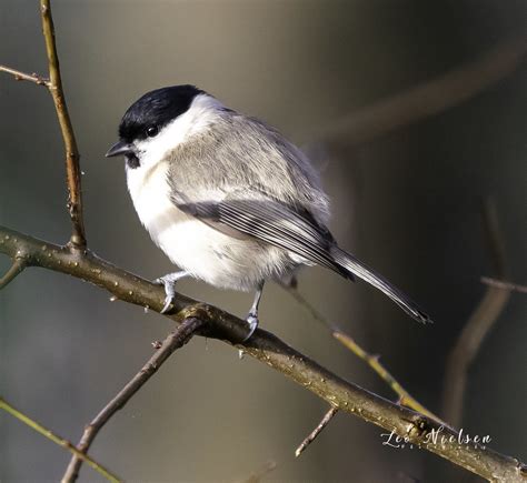 Poecile Palustris The Marsh Tit Poecile Palustris Is A Pa Flickr