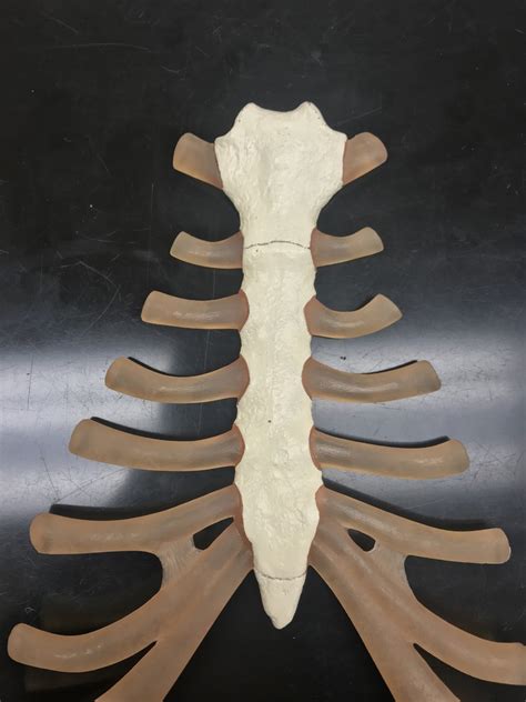 Sternum Diagram | Quizlet