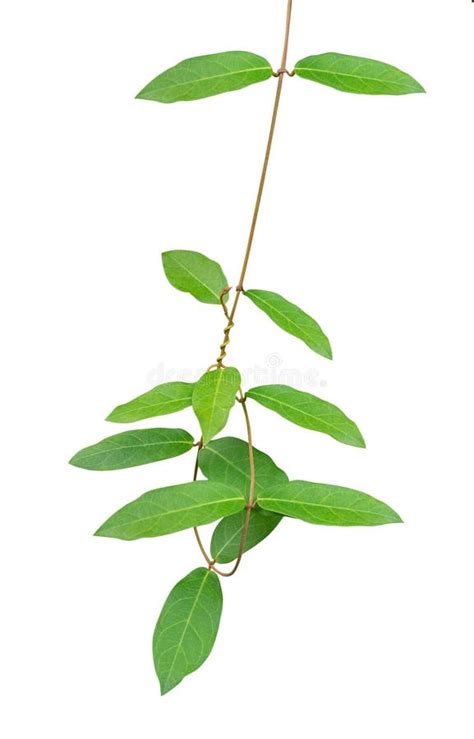 Green Leaf Vines Isolated on White Background, Clipping Path Inc Stock ...