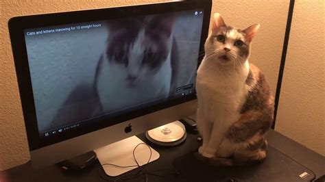 Cat Watches Youtube Video Of Herself And Other Cats Meowing Youtube