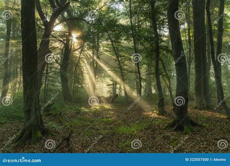 Foggy forest, at sunrise stock photo. Image of wood - 222057500