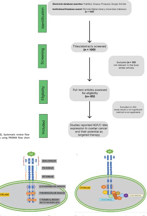 Figure 1 From HGF C Met Expression In Epithelial Ovarian Carcinogenesis