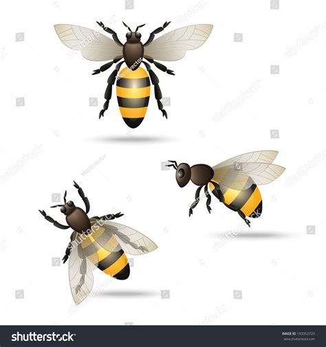 Realistic Flying Honey Bees Set Isolated Stock Vector Royalty Free