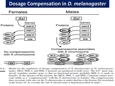 Sex Determination In Insects PDF Infertility Reproductive Health