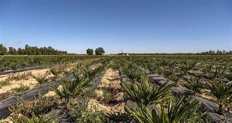 UPA UCE denuncia que la Junta da el cerrojazo al regadío de Tierra de