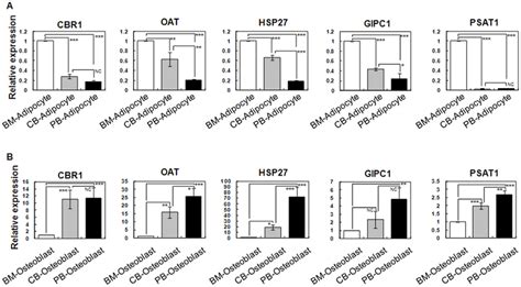 Expression Pattern Of Target Genes During Adipogenic And Osteogenic