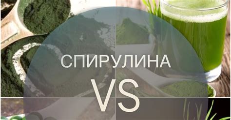 Спирулина vs хлорелла vs хлорофилл