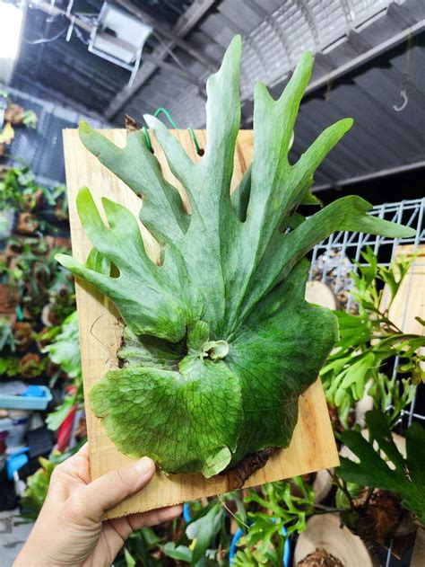 Platycerium 鹿角蕨 JOHOR READY STOCK Art Of Platycerium Wandae Staghorn