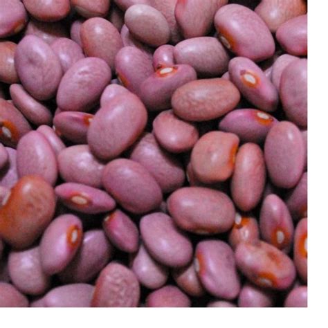 Pink Beanssouth Africa Price Supplier 21food