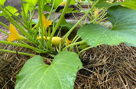 Yellow Squash Plant