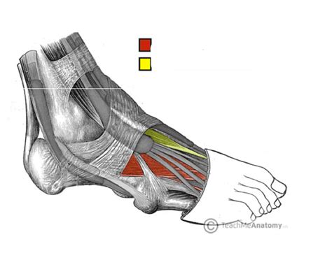 Intrinsic muscles: Dorsal foot muscles Quiz