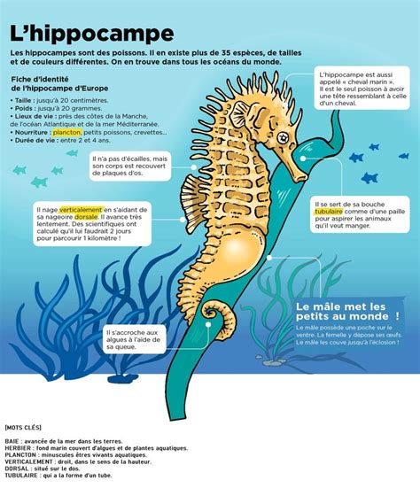 L Hippocampe Biologie Marine Hippocampe Peinture Hippocampe