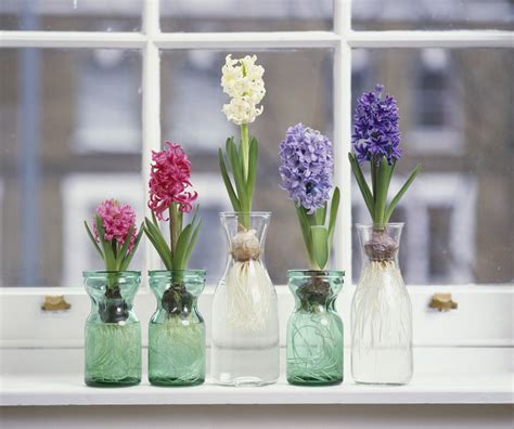 How to Grow Hyacinth Flowers Indoors