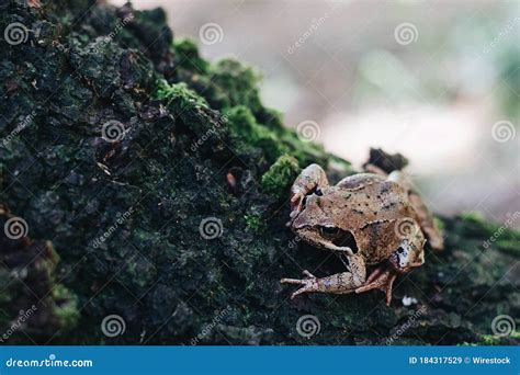 Tir De Focalisation Sélectif D une Grenouille Brune Sur Le Tronc D un