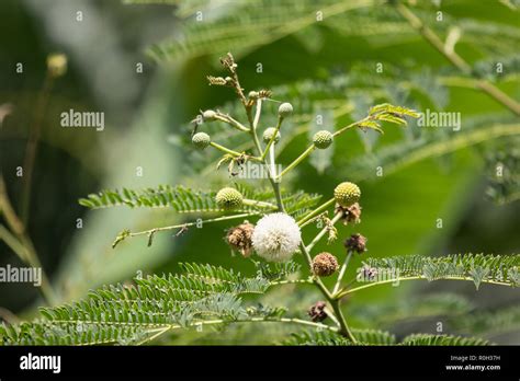 Flor De Caballo Leucaena Tamarind Tree Fruit Blanco Flores Silvestres Popinac Fotografía De