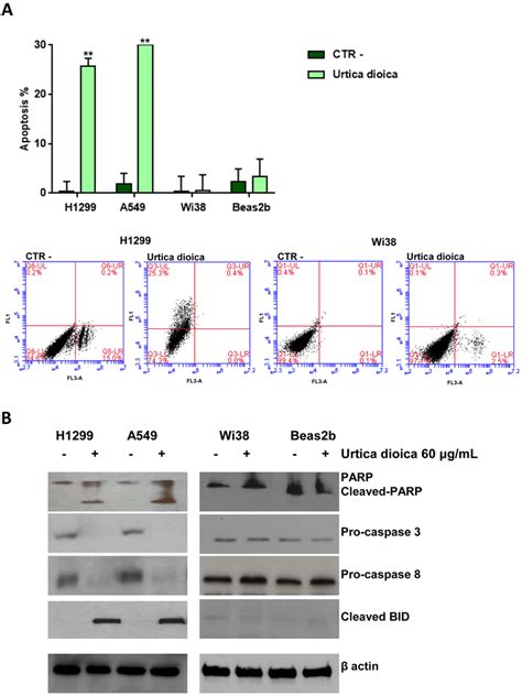 Induction Of Apoptosis In NSCLC H1299 And A549 Cell Lines Normal