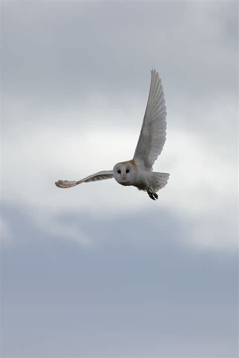 Barn Owl Rspb Bempton Cliffs Michael Atkinson Flickr