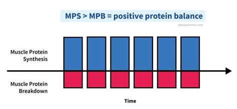 Should You Have Protein After Your Workout Physiqonomics