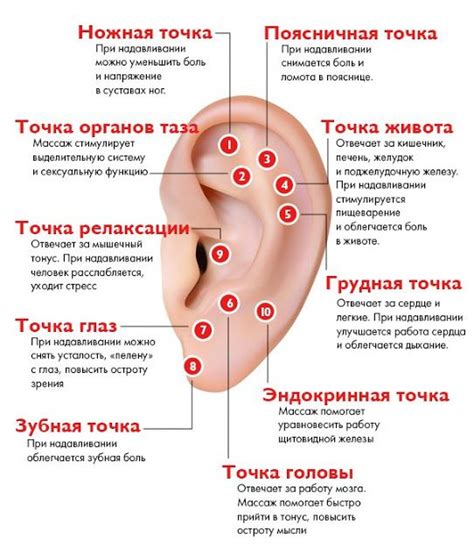 УПРАЖНЕНИЯ ДЛЯ УШЕЙ. Обсуждение на LiveInternet - Российский Сервис ...
