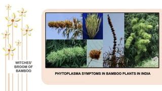 Symptoms caused by phytoplasmas | PPT