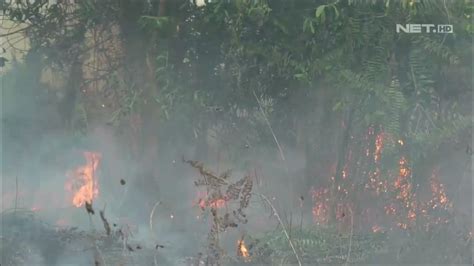 Kebakaran Hutan Dan Lahan Di Pontianak Meluas Jejak Peristiwa Youtube