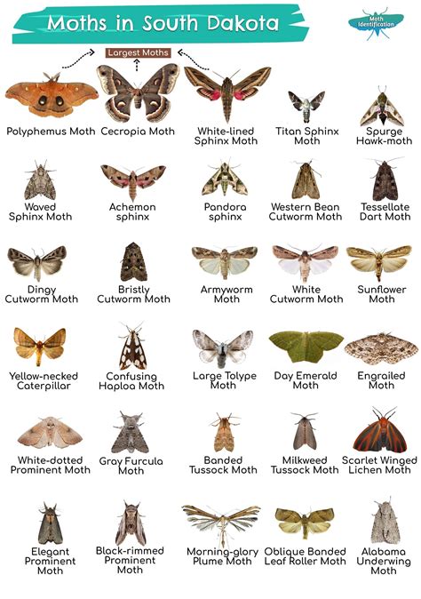 Types of Moths in South Dakota