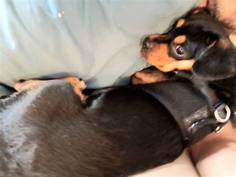 Vancouver, WA & Surrounding Areas Lost & Found Pets | Facebook